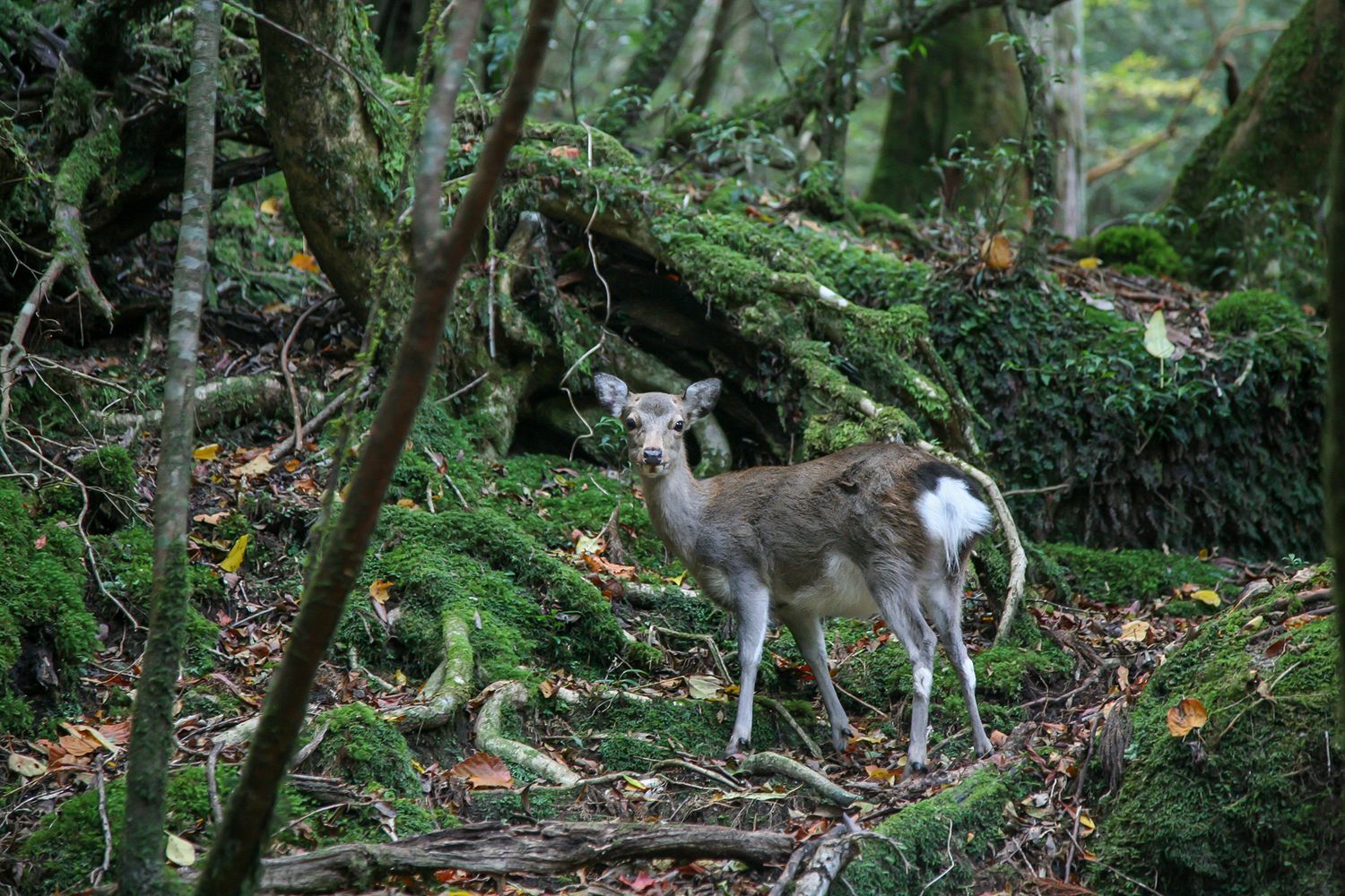 Yakushima Deer