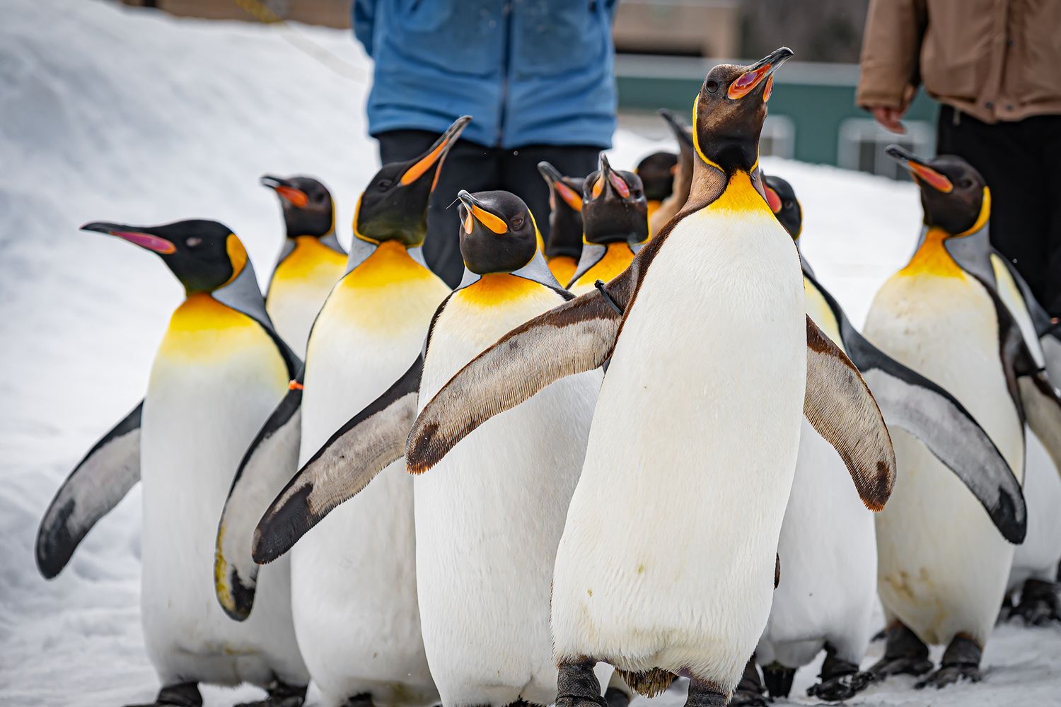 asahiyama penguin