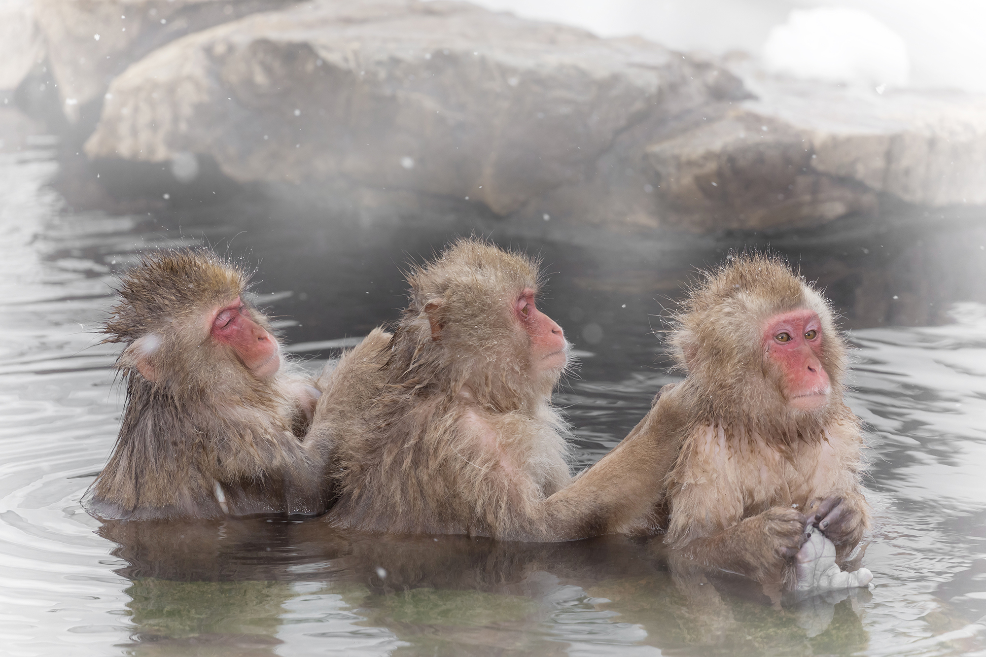 Snow Monkeys at Jigokudani Hot Spring