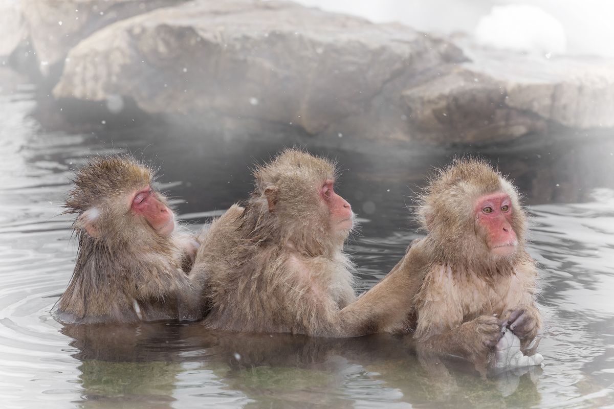 Snow Monkeys at Jigokudani Hot Spring