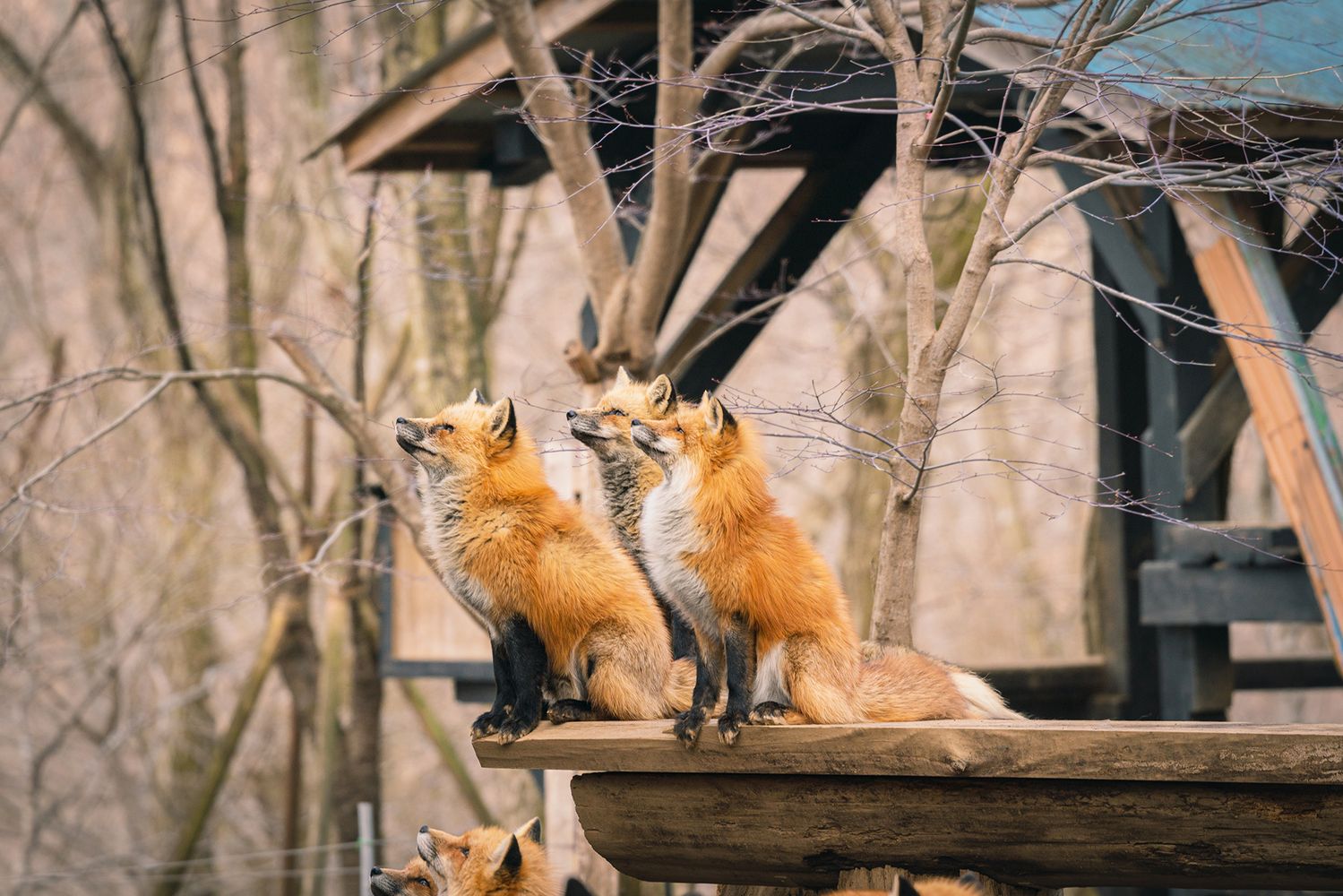 zao fox village