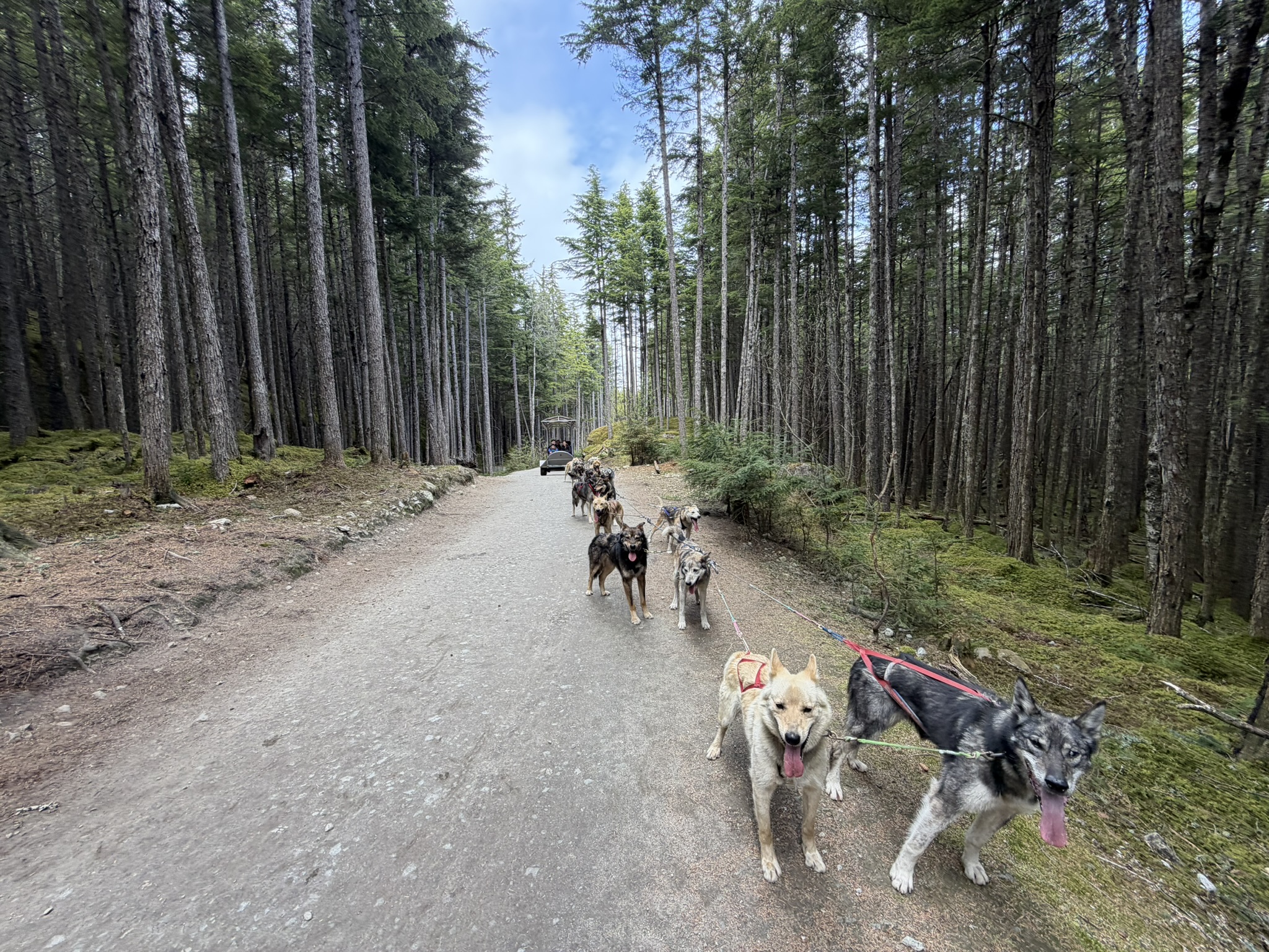 wonder alaska dog sled