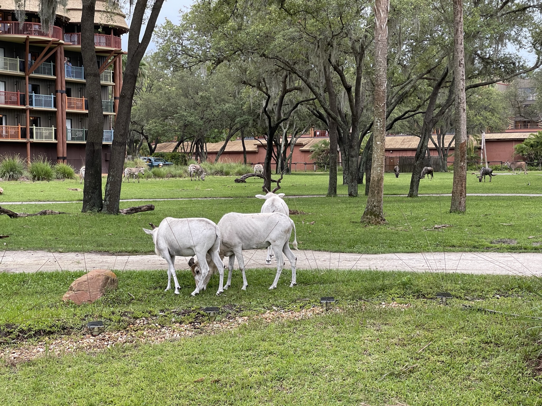 Animal Kingdom Lodge