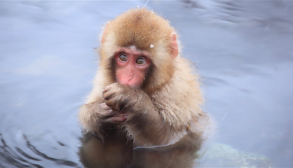 snow monkey