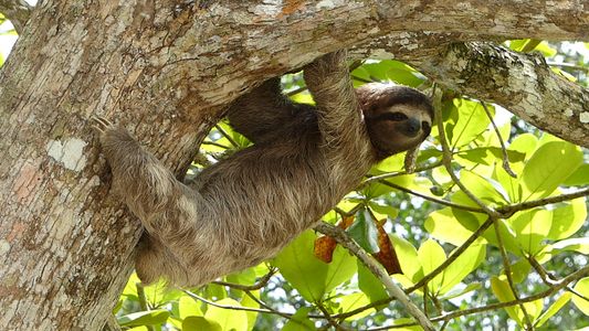 Three-toed sloth
