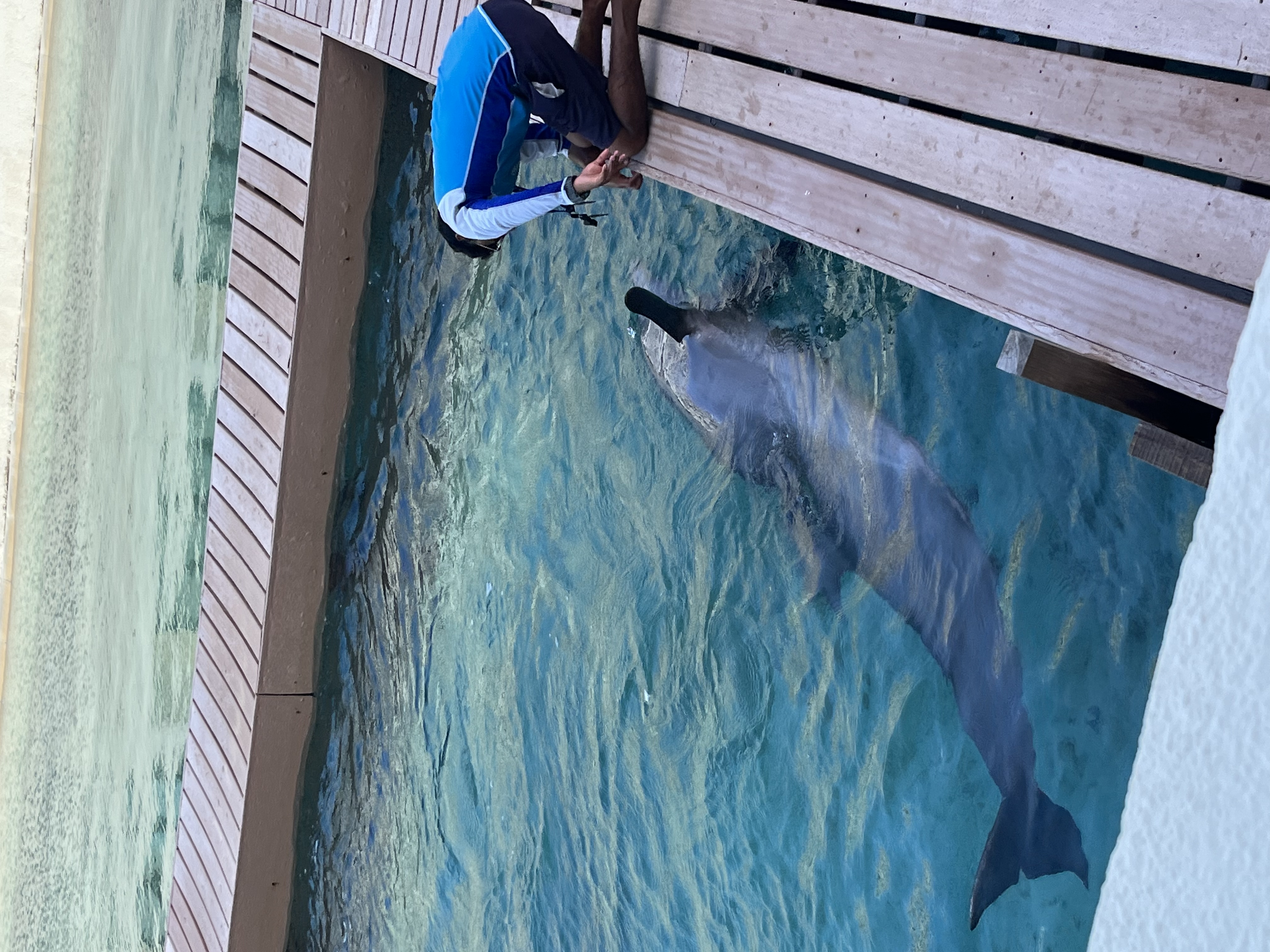 dolphin