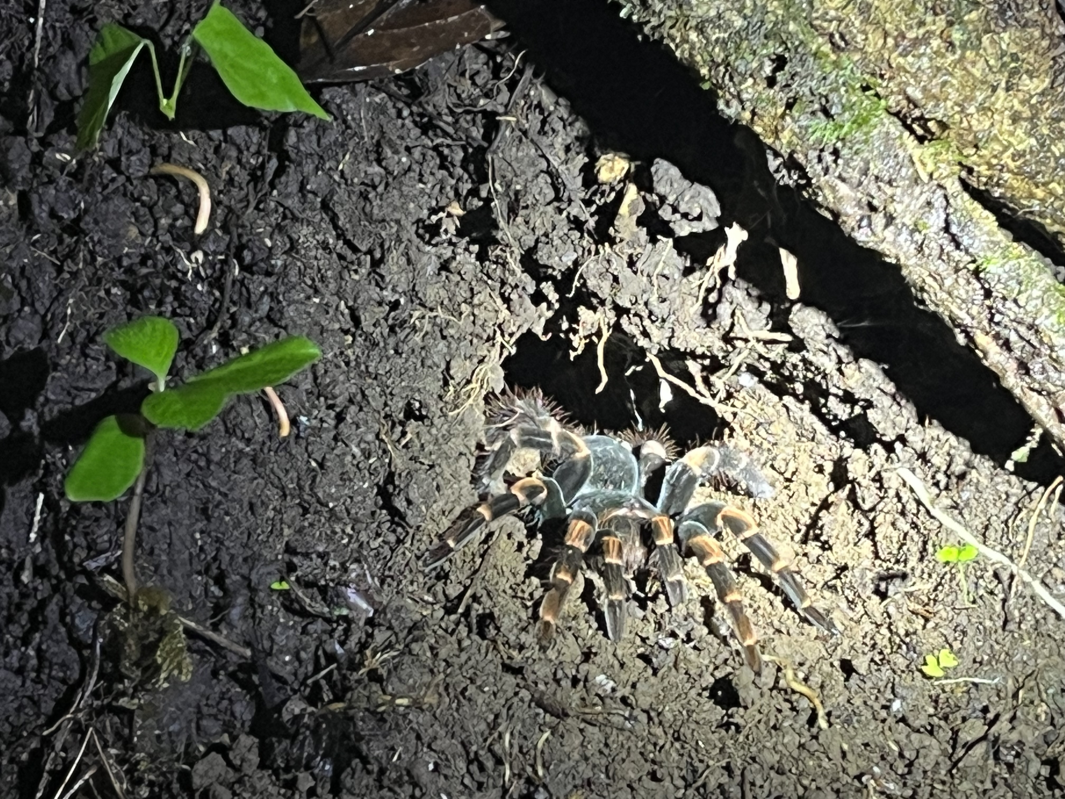 タランチュラ