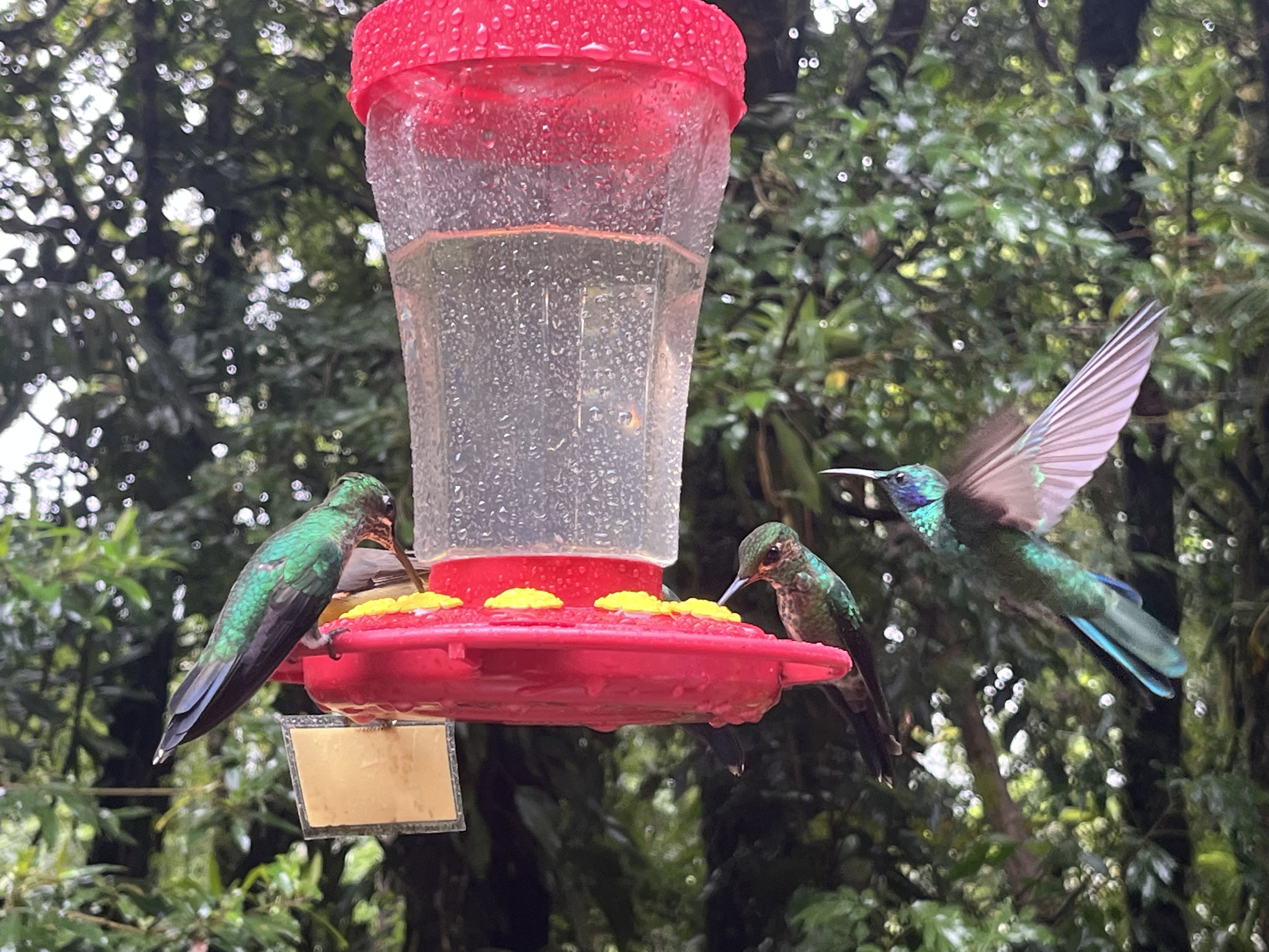 Humming Bird Monteverde