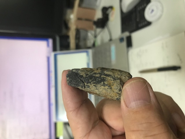 恐竜の化石