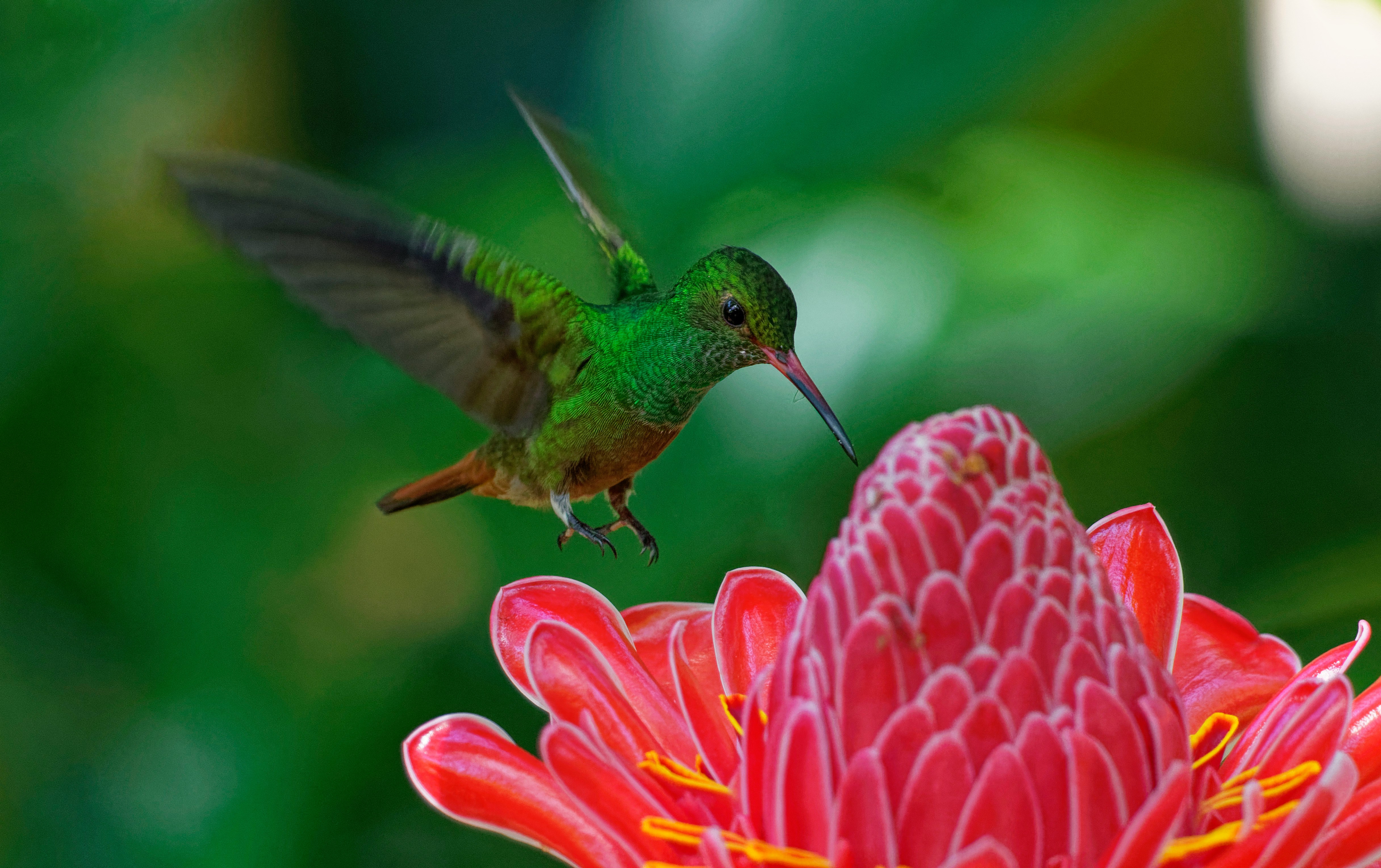 Hummingbird