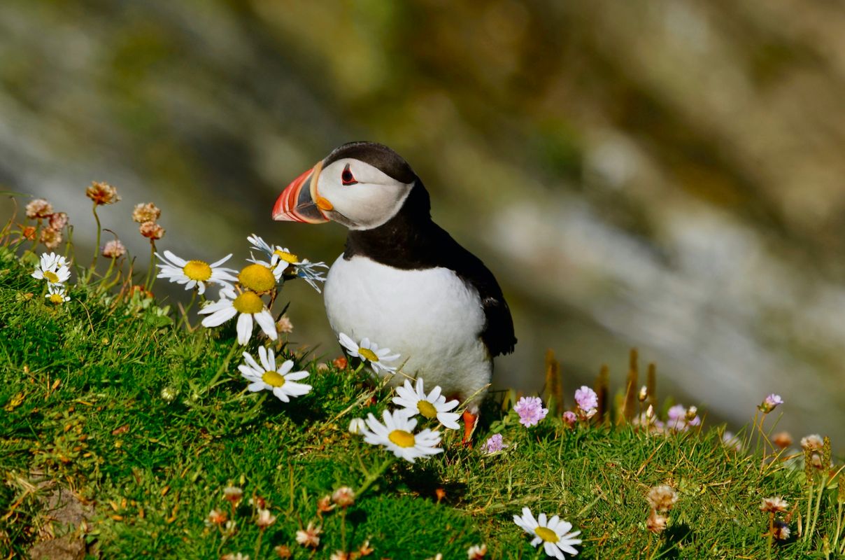 Puffin