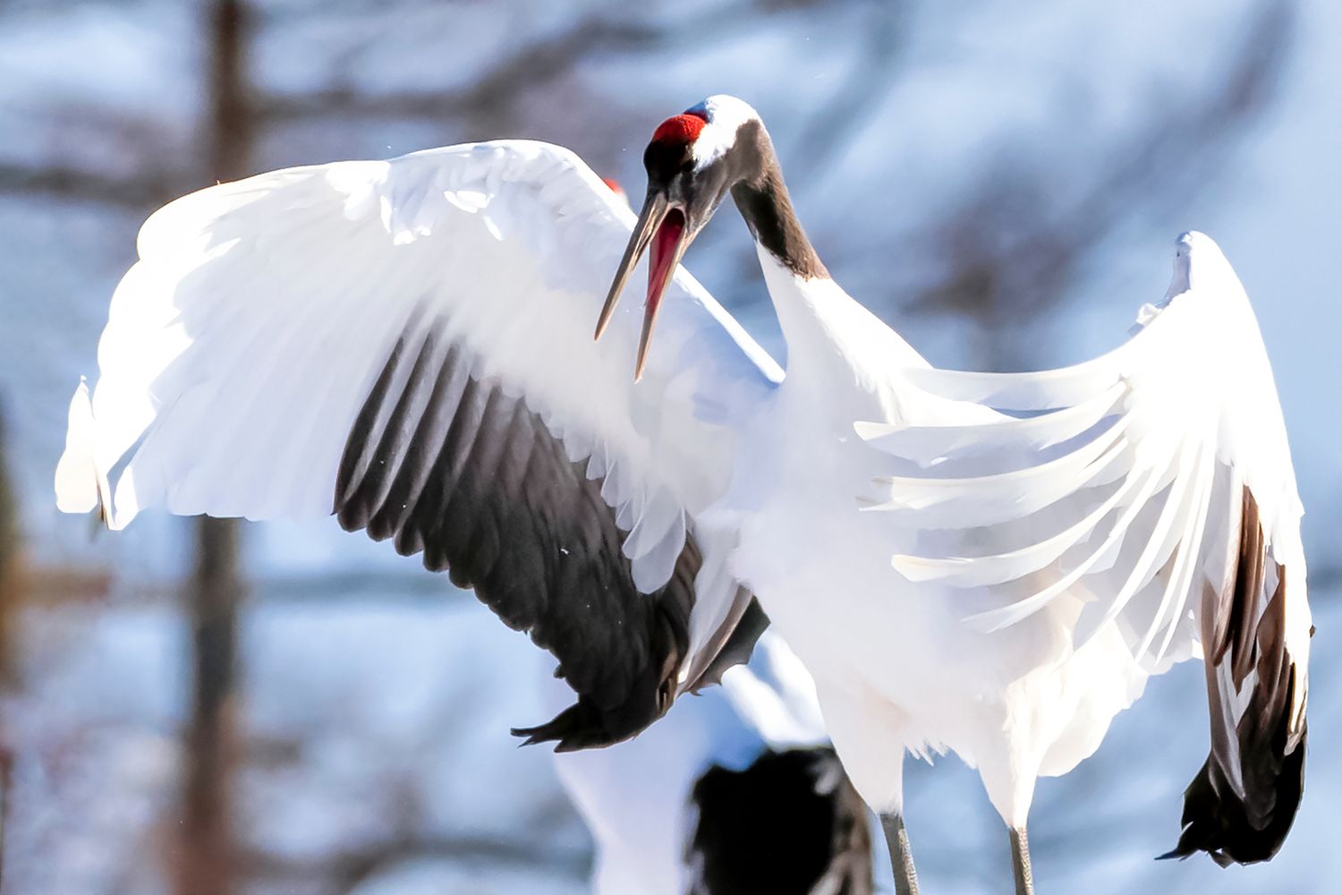 Red Crowned Crane