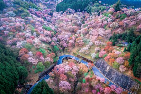 Mt Yoshino Nara