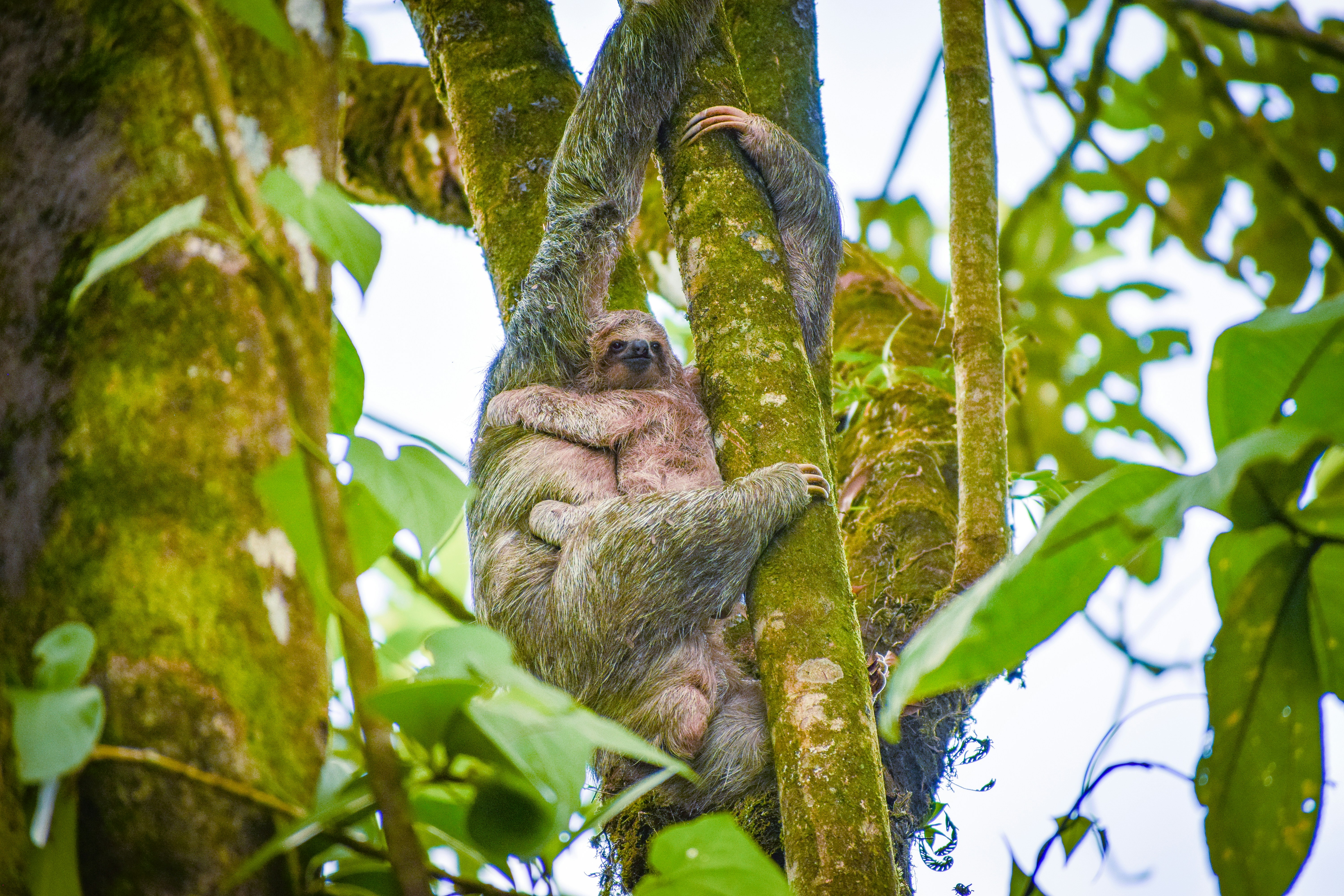 Three-toed sloth Baby