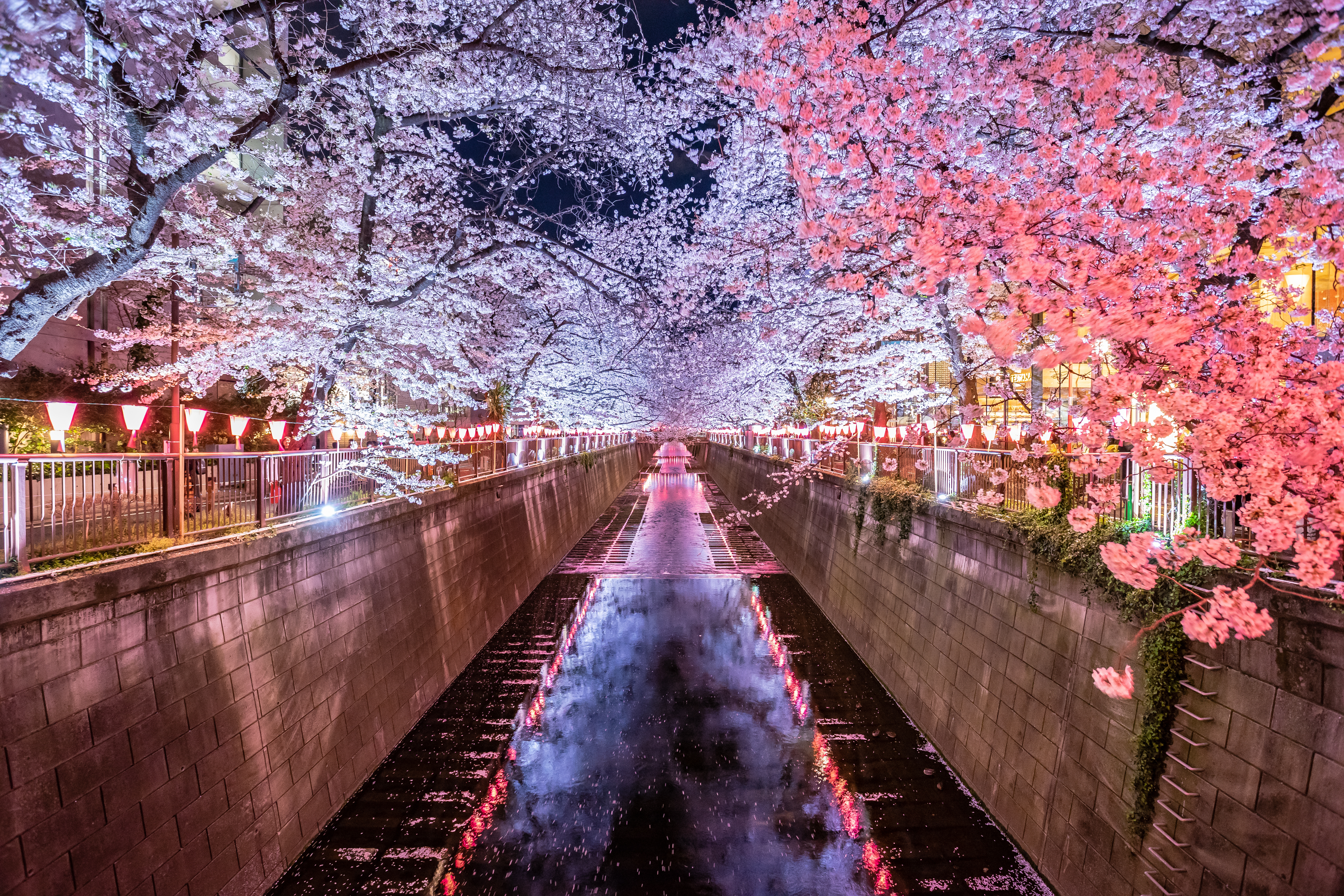 Cherry Blossom Night View Meguro River