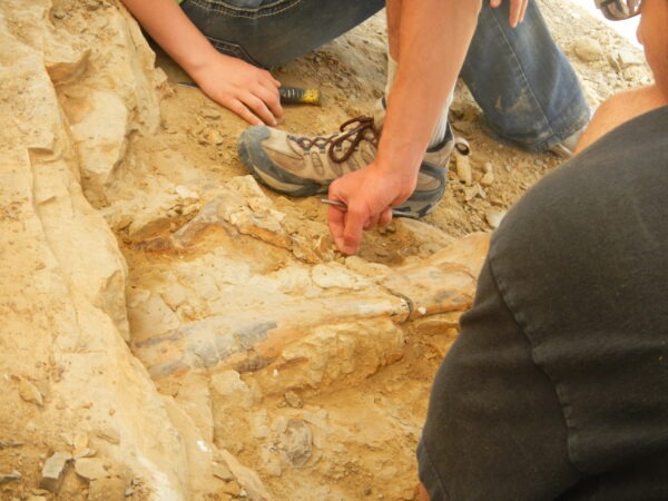 dig-for-a-day