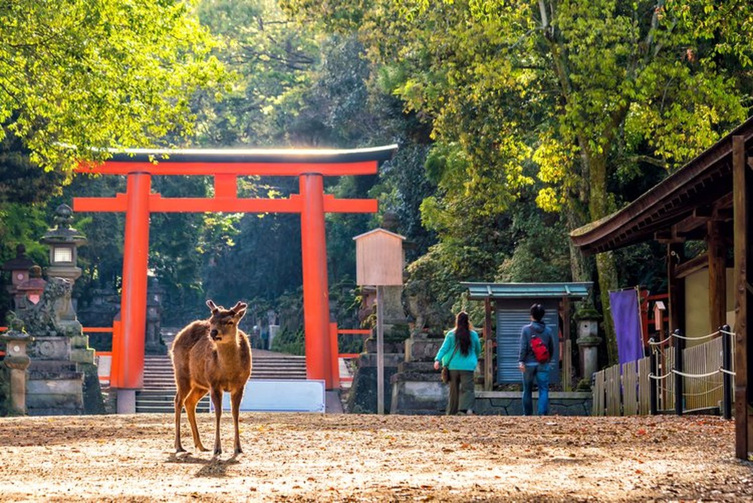 Totally On Your Own nara deer