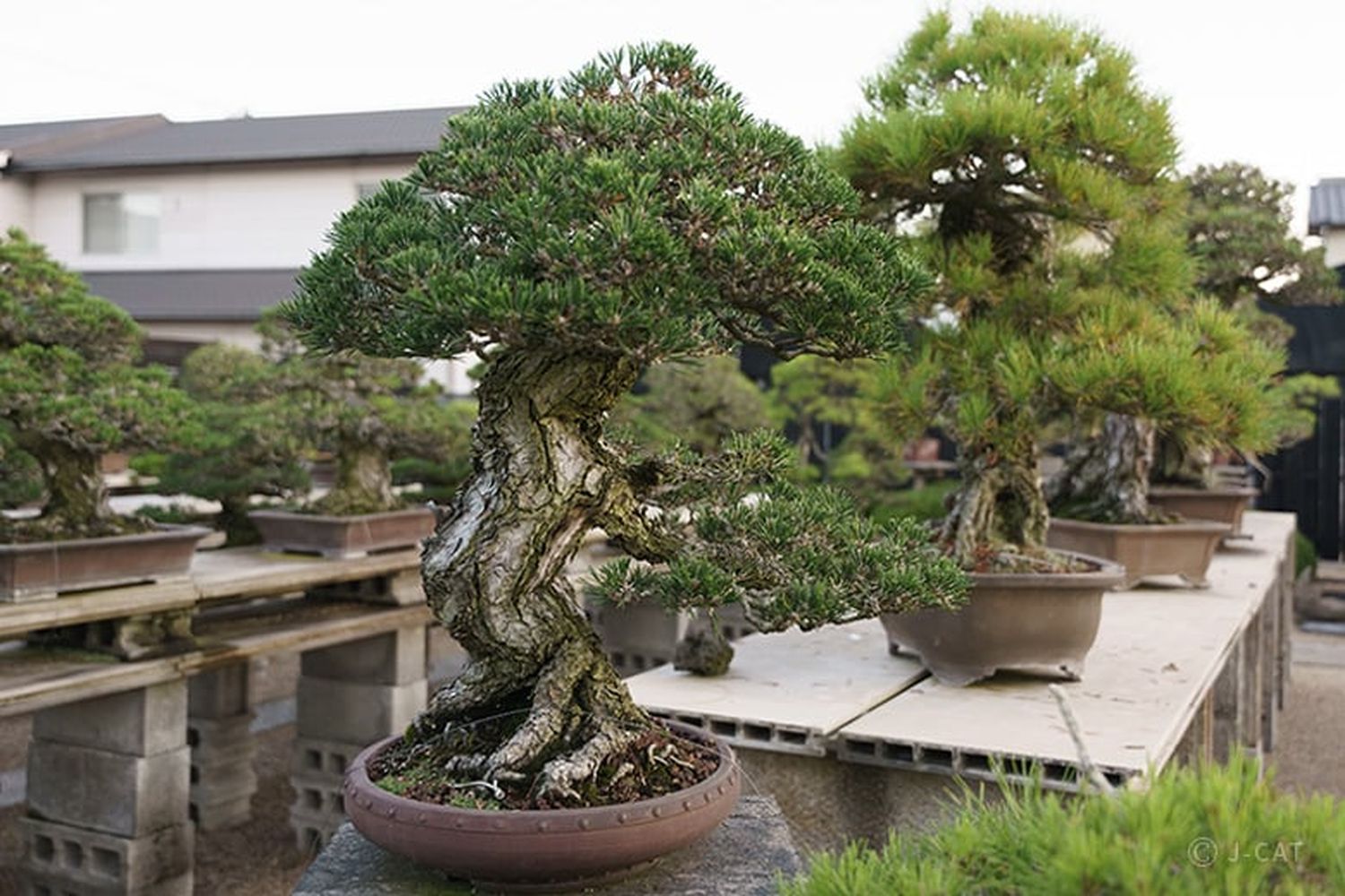 Bonsai Tree