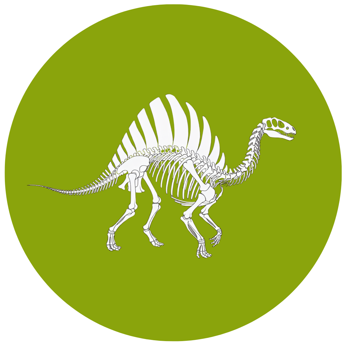 A Skeleton of this dinosaur