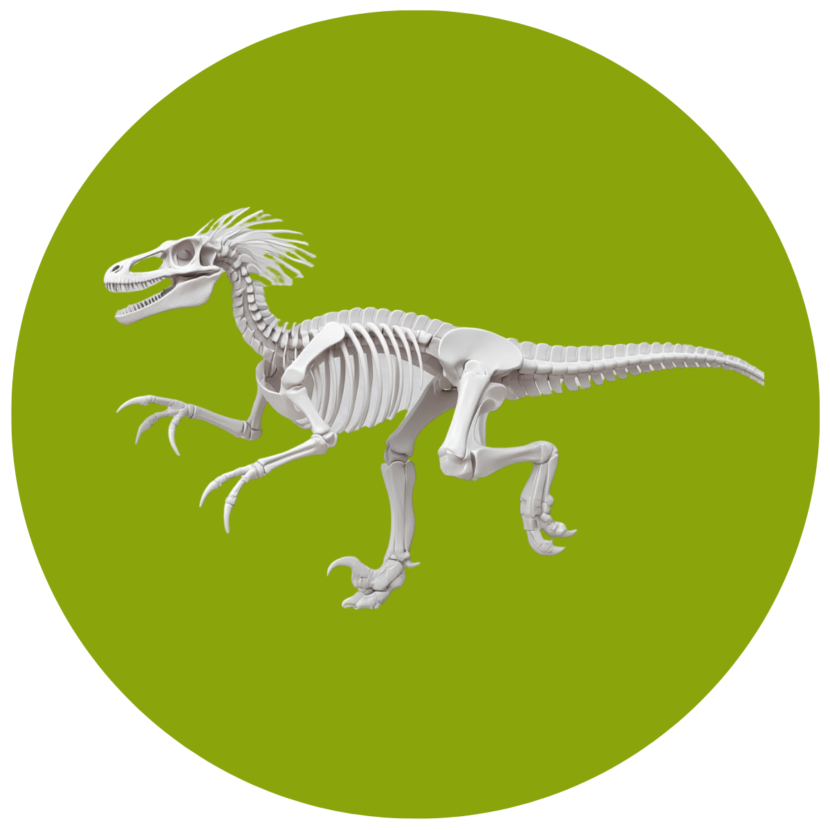 A Skeleton of this dinosaur