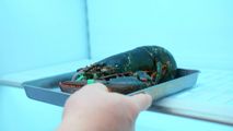Chef Alex Chen placing a large live lobster in a metal tray inside a Sub-Zero refrigerator.