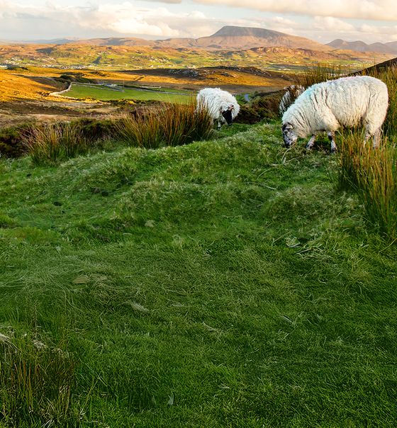 Sheep grazing on lush green hills with a scenic view of mountains and a winding road in the background under a partly cloudy sky.