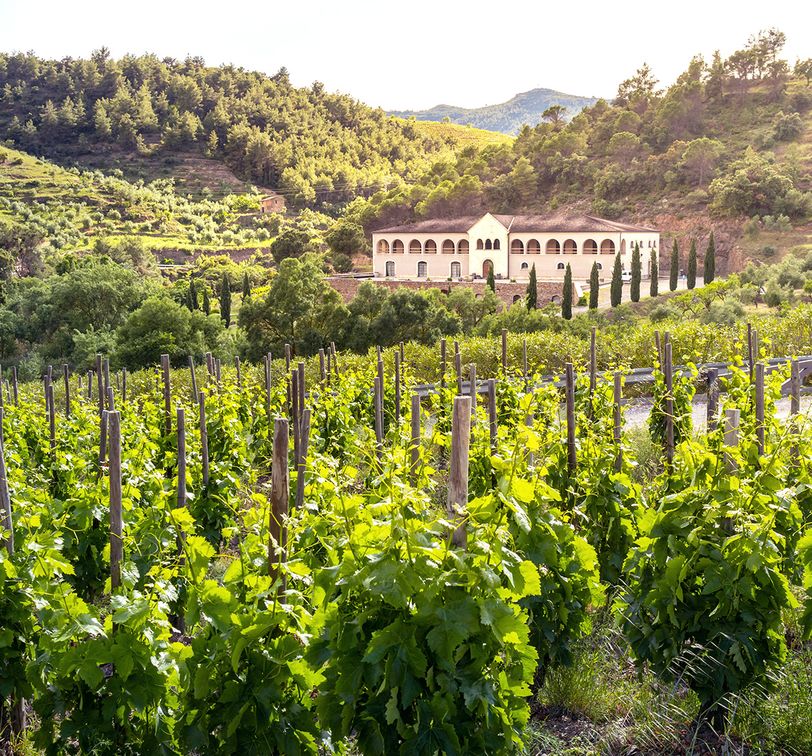 Vineyard with lush green vines in the foreground, and a distant building set among hilly, tree-covered landscape under a clear sky.
