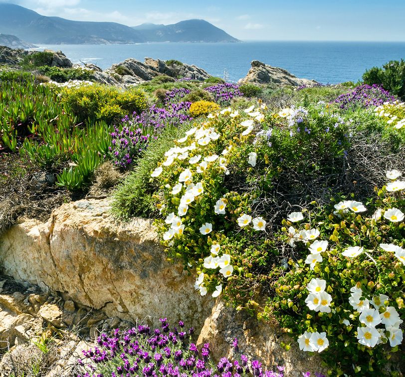 Coastal landscape with vibrant wildflowers, including white and purple blooms, on rocky terrain overlooking a calm blue sea and distant mountains.