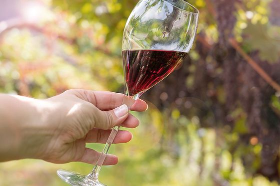 Hand holding a glass of red wine against a sunny vineyard backdrop with green leaves and soft sunlight filtering through.