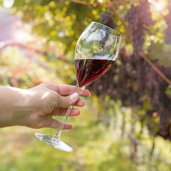 Hand holding a glass of red wine against a sunny vineyard backdrop with green leaves and soft sunlight filtering through.