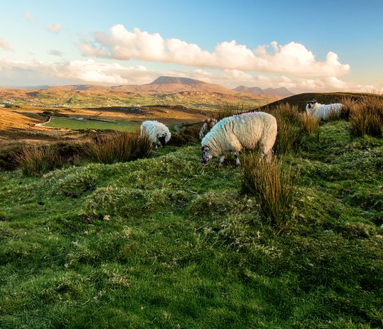 Sheep grazing on a lush, green hillside with distant mountains and a bright sky, dotted with clouds, in the background.