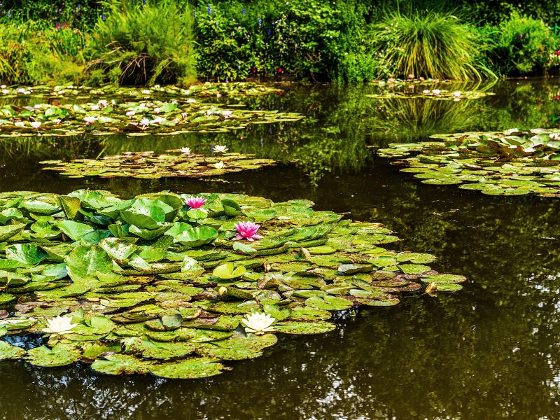 Lush pond with clusters of green lily pads, white and pink water lilies, surrounded by dense greenery and reflections on the water's surface.