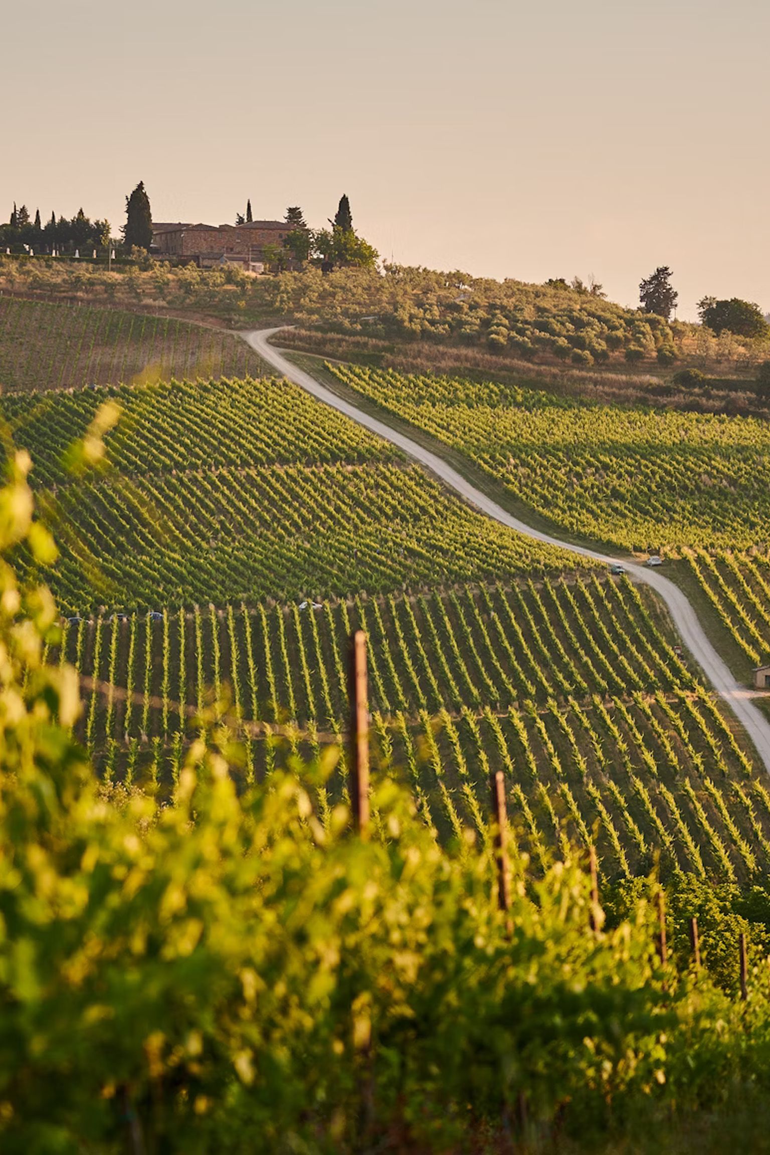 A scenic vineyard landscape with rows of grapevines, a winding path, and a rustic farmhouse on a hill under a clear sky.