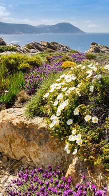 Scenic coastal landscape with colorful wildflowers, rocky terrain, and mountain view under a bright blue sky near the ocean.