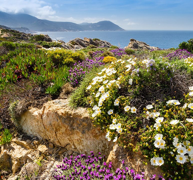Scenic coastal landscape with colorful wildflowers, rocky terrain, and mountain view under a bright blue sky near the ocean.
