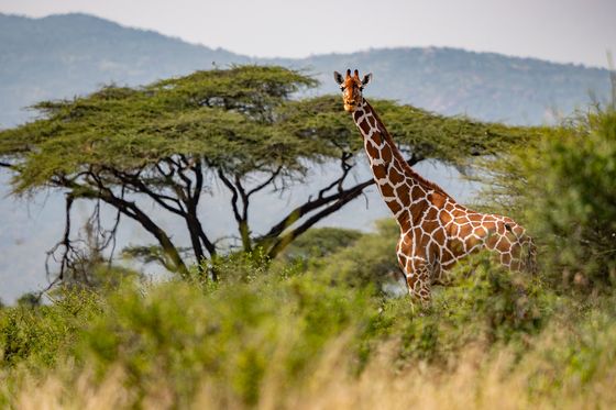 A reticulated giraffe stands among green foliage and acacia trees, with mountains in the background.