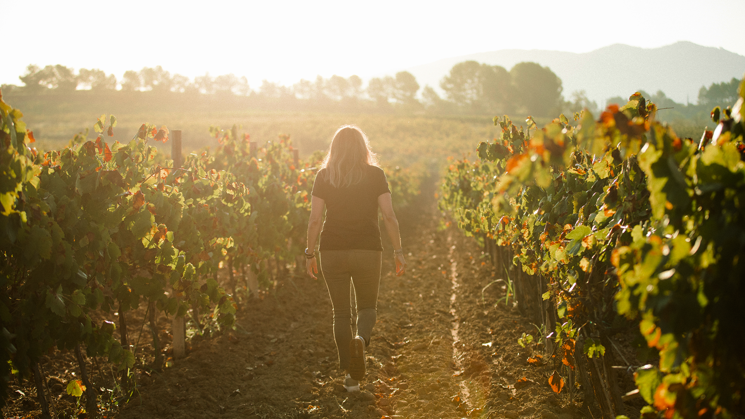 A person walks through a sunlit vineyard with rows of grapevines on either side, surrounded by distant hills and a bright sky.