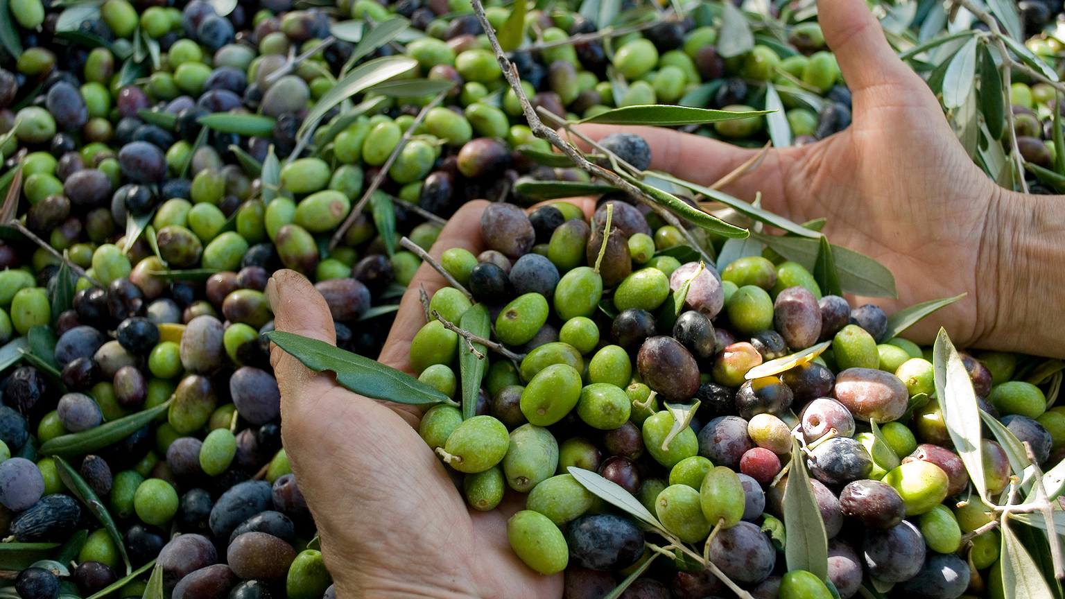 Hands holding a mix of green and black olives, surrounded by more olives with leaves, showcasing a bountiful harvest.