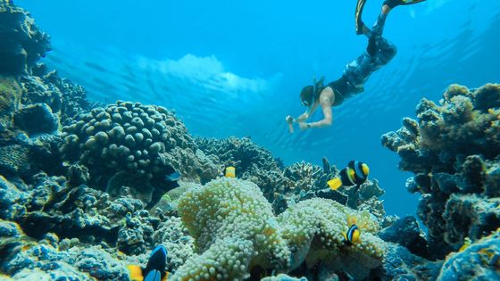 A diver in snorkeling gear observes colorful clownfish swimming around coral in a vibrant underwater scene.
