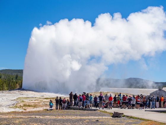 A crowd watches a large geyser erupt, releasing steam and water under a clear blue sky, surrounded by a forested landscape.
