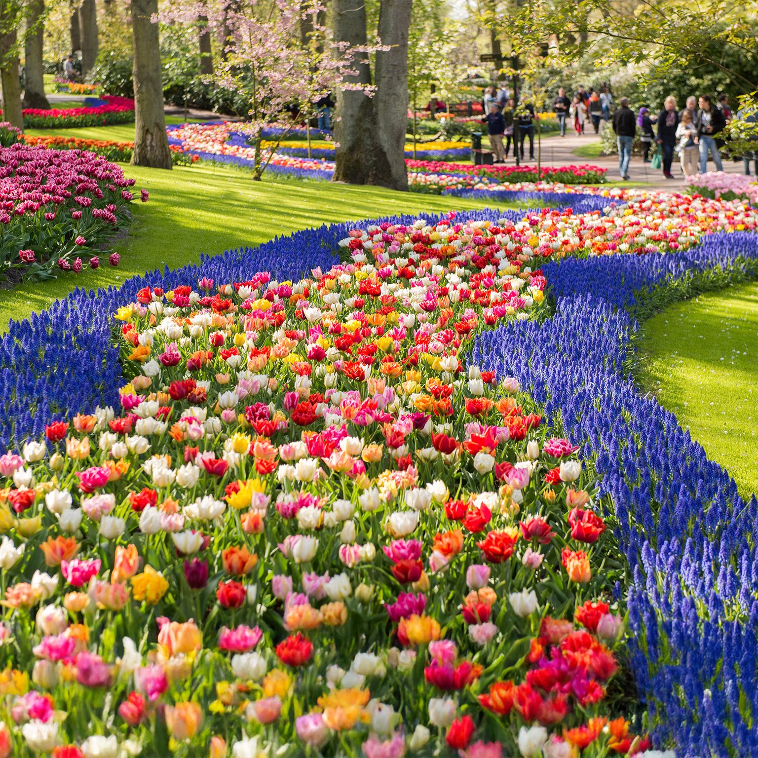 Colorful tulip and hyacinth flower beds create winding patterns in a sunny park, with people strolling in the background amidst blooming trees.