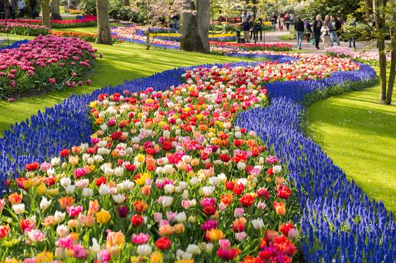 Colorful tulip and hyacinth flower beds create winding patterns in a sunny park, with people strolling in the background amidst blooming trees.