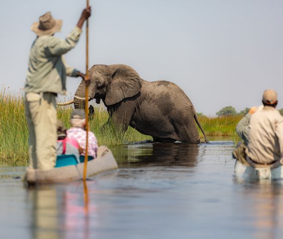 People in canoes observing an elephant crossing a shallow river surrounded by tall grass on a clear day.