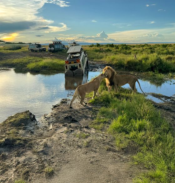 Two lions nuzzle near a muddy riverbank with a stuck safari vehicle and other vehicles in the background under a blue sky.