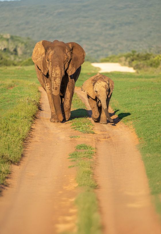 Two elephants, an adult and a calf, walk side by side on a dirt path amidst green grasslands under a clear sky.