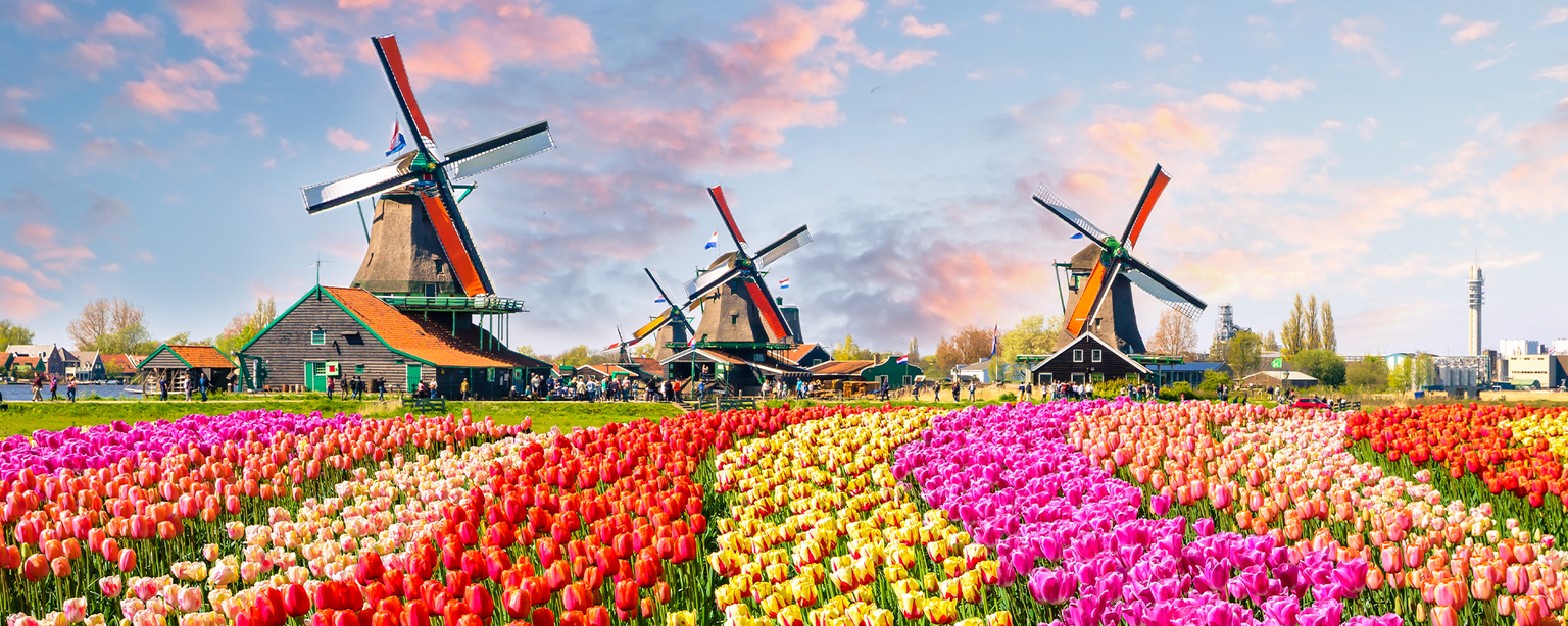 Vibrant tulip fields with rows of colorful flowers in front of traditional Dutch windmills under a partly cloudy sky.