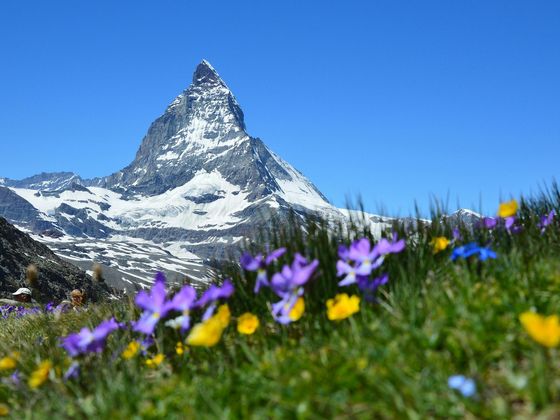 Snow-capped mountain peak under clear blue sky, with purple and yellow wildflowers in the foreground.