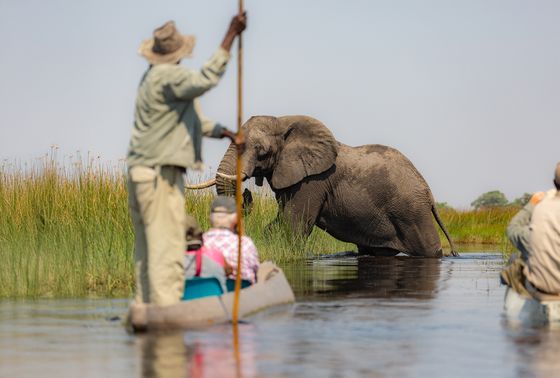 Tourists in a canoe observe an elephant walking through the water in a grassy wetland area.