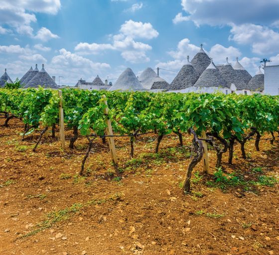 Vibrant vineyard with green vines, set against traditional conical-roofed trulli buildings under a bright blue sky with fluffy clouds.
