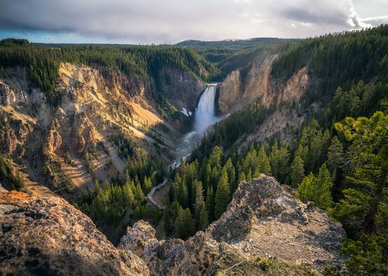 The Lower Falls plunge into the golden-walled Grand Canyon of the Yellowstone, framed by evergreen forest under a cloudy sky.